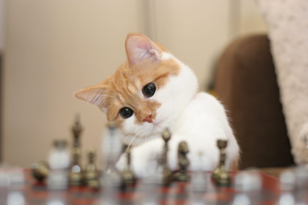 家族葬って、そもそも何なのさ？